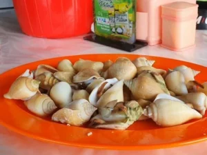 gonggong bintan