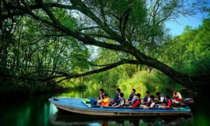 Mangrove Forest