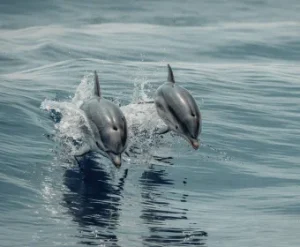 dolphin tour