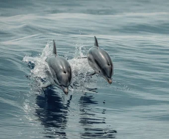 dolphin tour